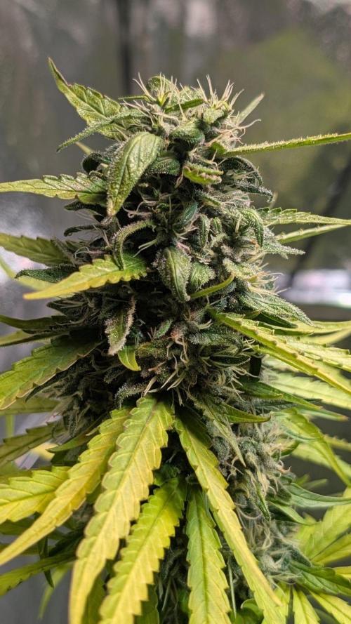 Strawberry Cola Sherbet F1 Sweet Seeds. Week 18 - Day 126