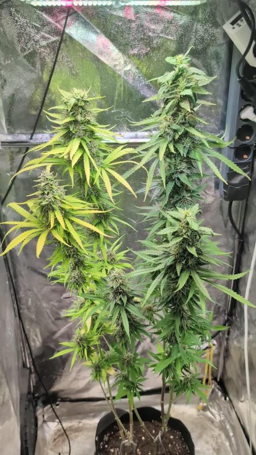 Strawberry Cola Sherbet F1 Sweet Seeds