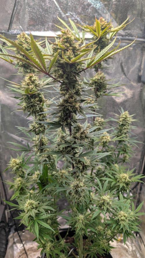 The Gassy One Super Sativa Seed Club. Week 18 - Day 126