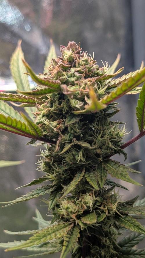The Gassy One Super Sativa Seed Club. Week 18 - Day 126