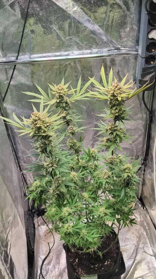 The Gassy One Super Sativa Seed Club