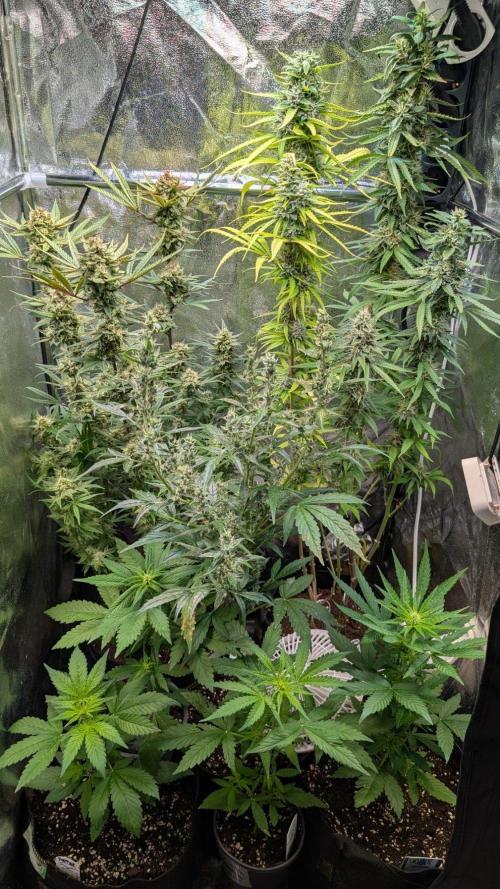 Auto Super Skunk. Week 5