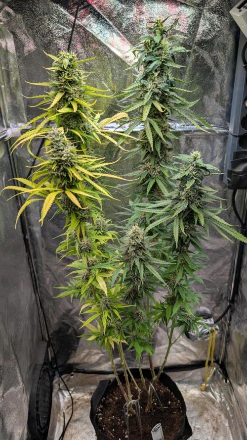 Strawberry Cola Sherbet F1 Sweet Seeds. Week 19 - Day 128