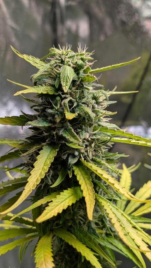 Strawberry Cola Sherbet F1 Sweet Seeds. Week 19 - Day 128