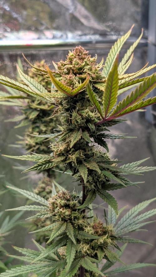 The Gassy One Super Sativa Seed Club. Week 19 - Day 128