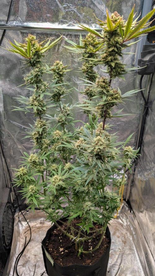 The Gassy One Super Sativa Seed Club. Week 19 - Day 128