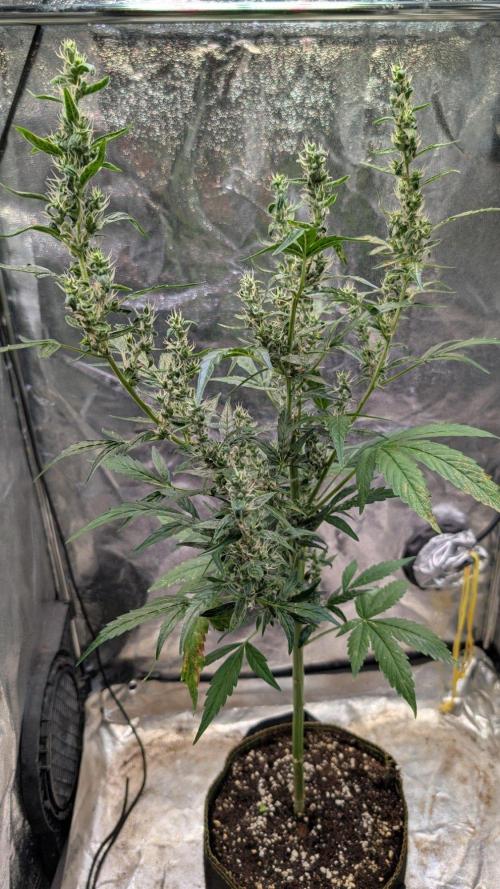 Toffee Pudding Auto Anesia Seeds. Week 11 - Day 72