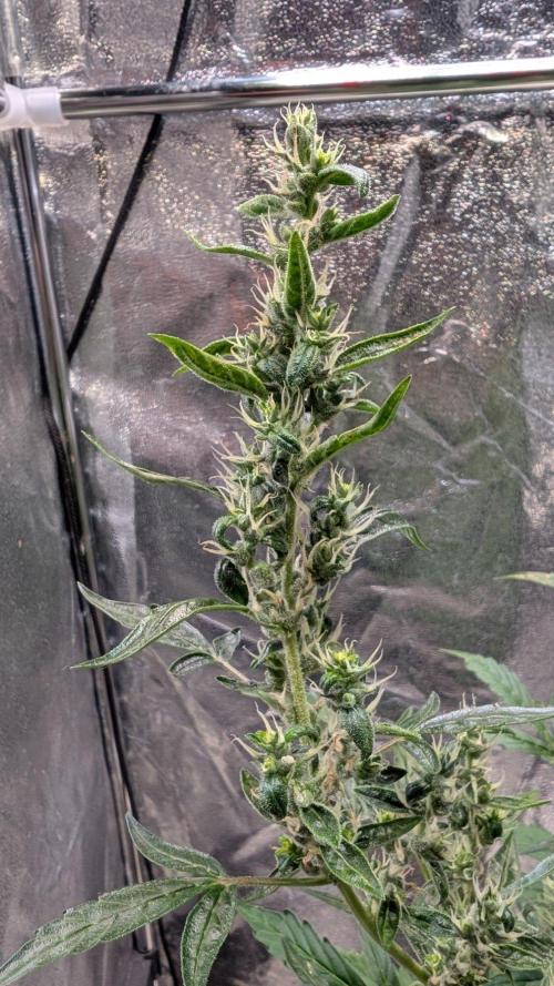 Toffee Pudding Auto Anesia Seeds. Week 11 - Day 72