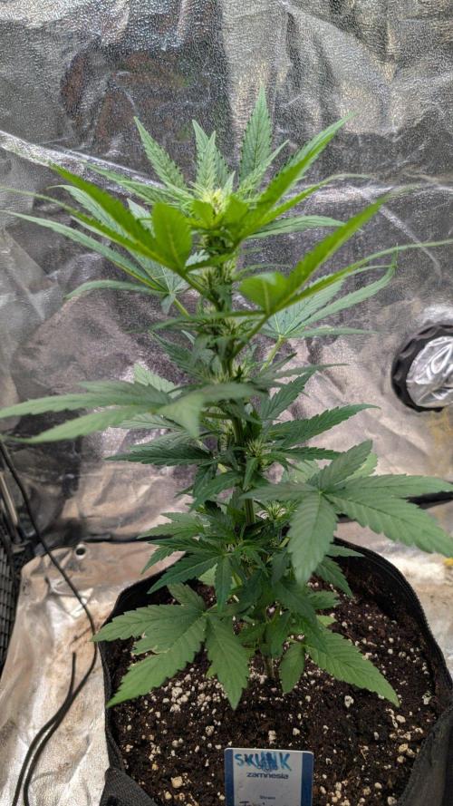 Auto Super Skunk - Sensible Seeds. Week 5 - Day 30