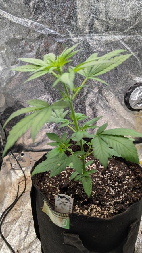 Papaya Cookies Auto Fast Buds. Week 4 - Day 23