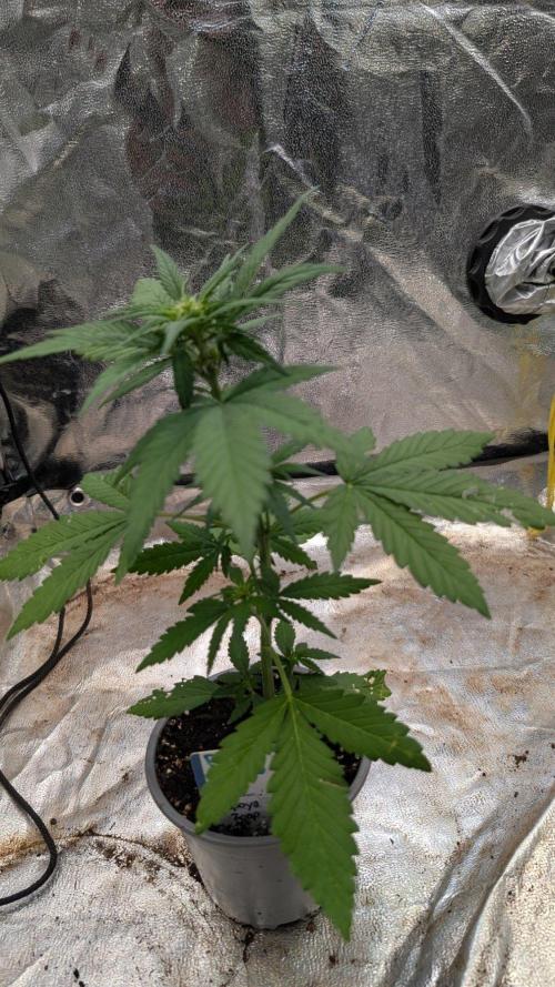 Diablo Rojo XL Auto - Sweet Seeds. Week 4 - Day 23