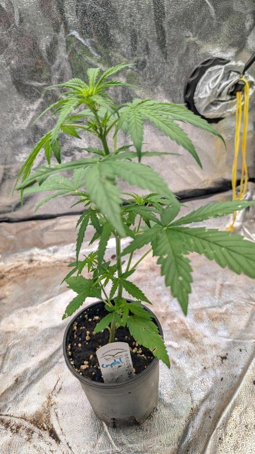 Crystal Candy XL Auto - Sweet Seeds. Week 4 - Day 23