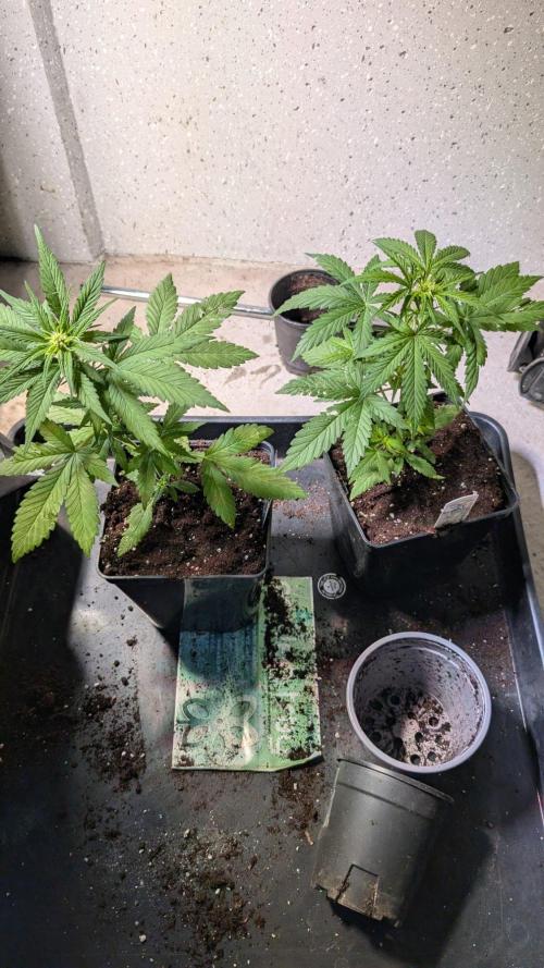 Crystal Candy XL Auto - Sweet Seeds. Week 4 - Day 23