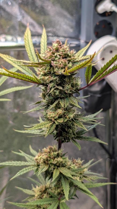 The Gassy One Super Sativa Seed Club. Week 19 - Day 130