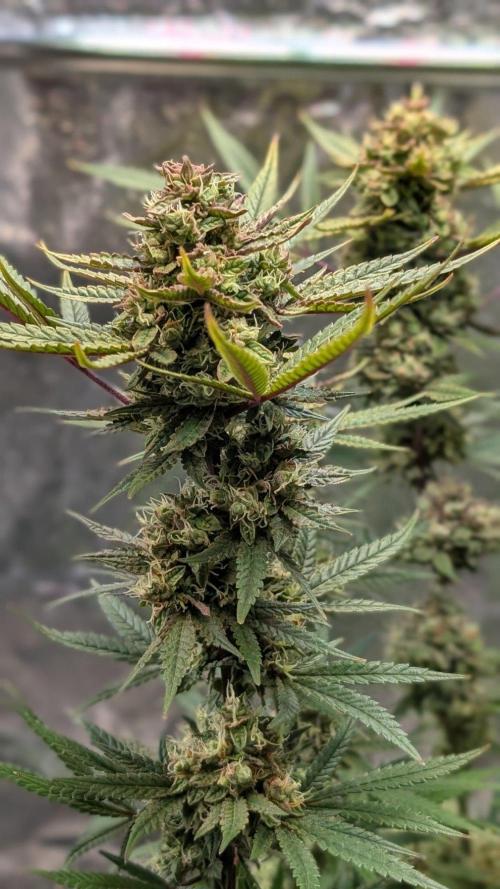 The Gassy One Super Sativa Seed Club. Week 19 - Day 130