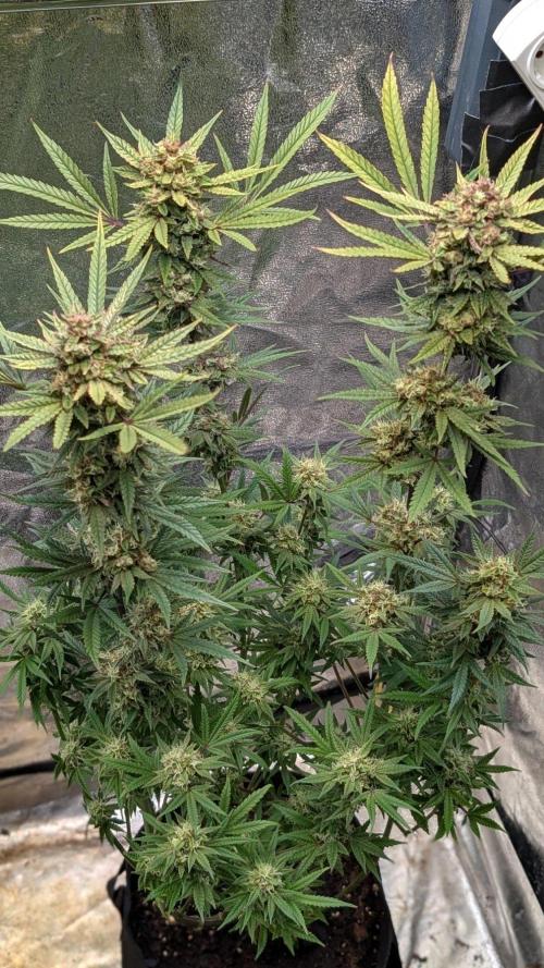 The Gassy One Super Sativa Seed Club. Week 19 - Day 130