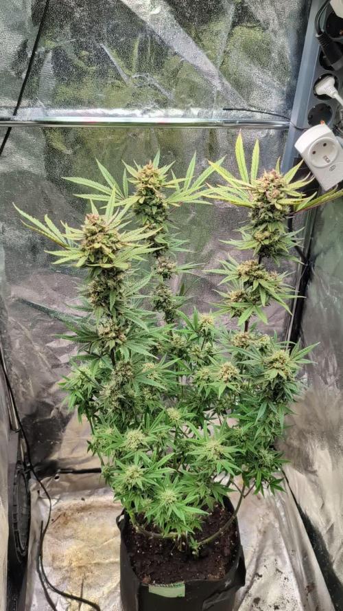 The Gassy One Super Sativa Seed Club