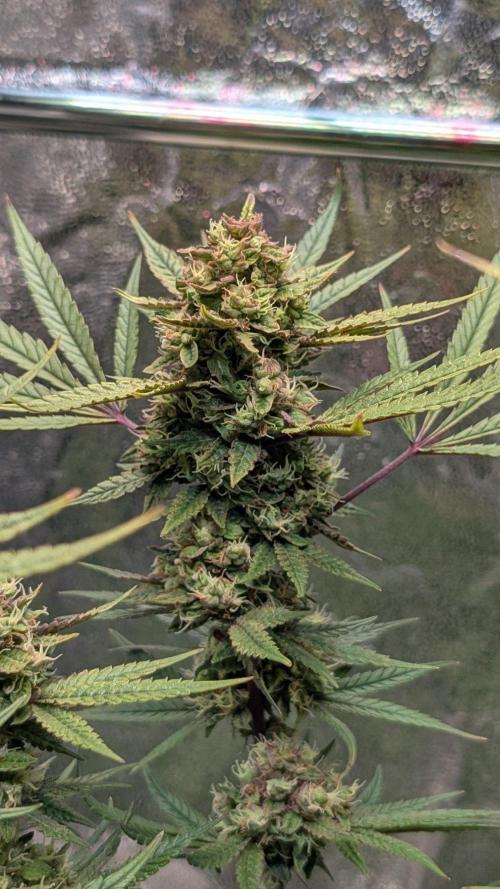 The Gassy One Super Sativa Seed Club. Week 20