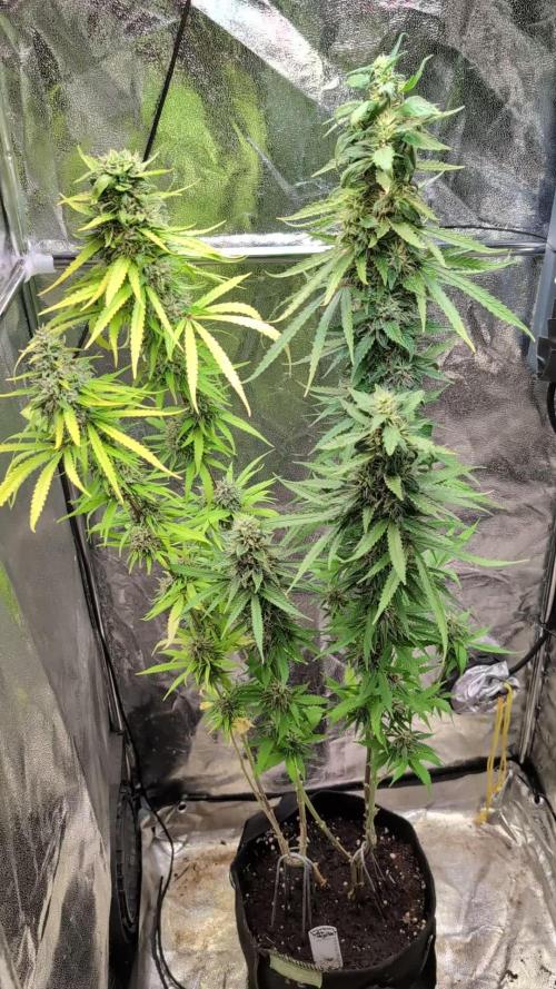 Strawberry Cola Sherbet F1 Sweet Seeds