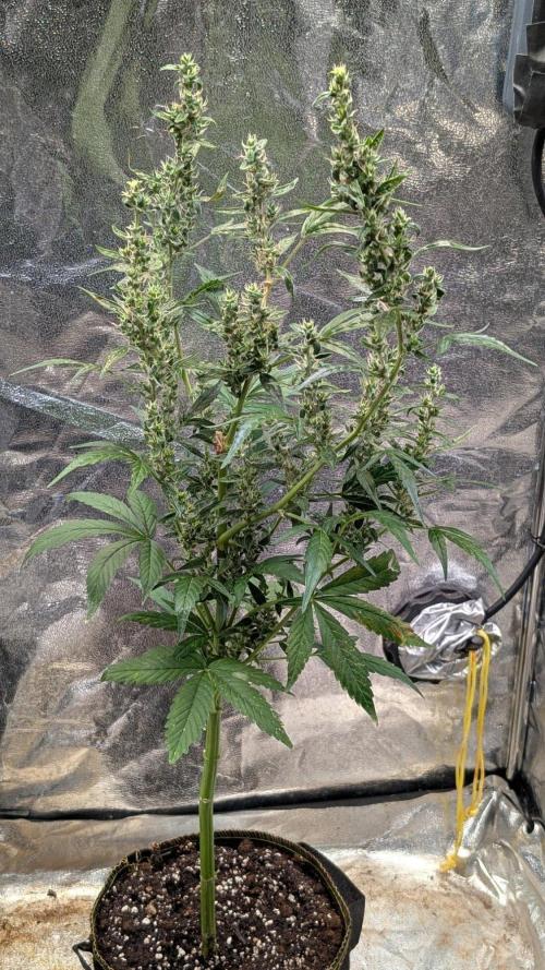 Toffee Pudding Auto Anesia Seeds. Week 11 - Day 74