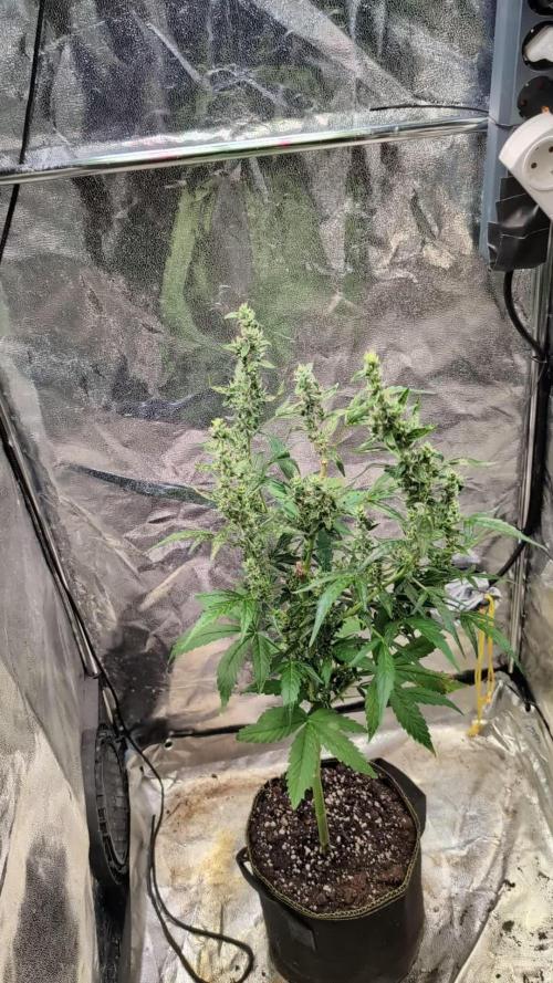 Toffee Pudding Auto Anesia Seeds