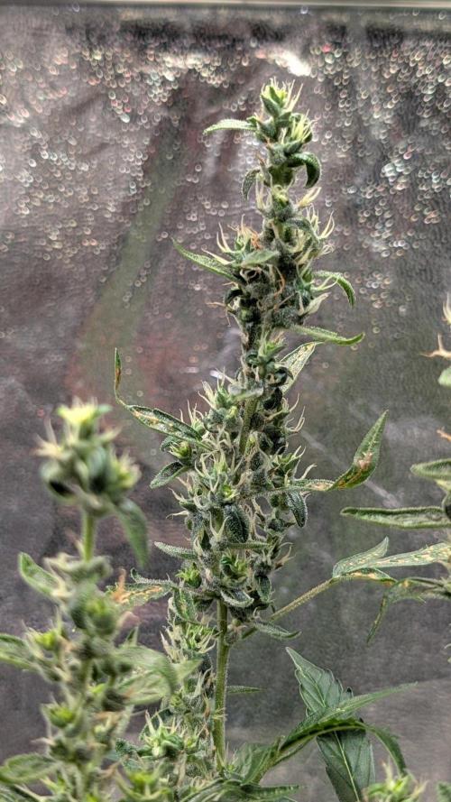Toffee Pudding Auto Anesia Seeds. Week 11 - Day 74