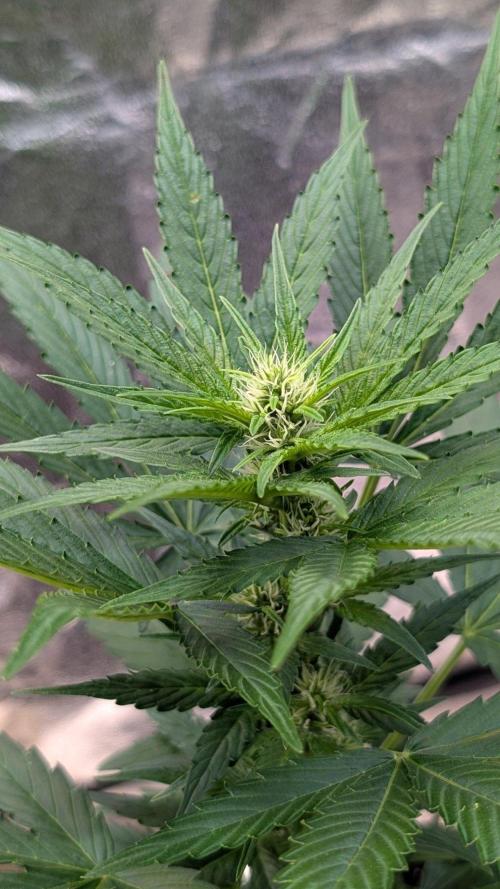 Auto Super Skunk - Sensible Seeds. Week 5 - Day 32