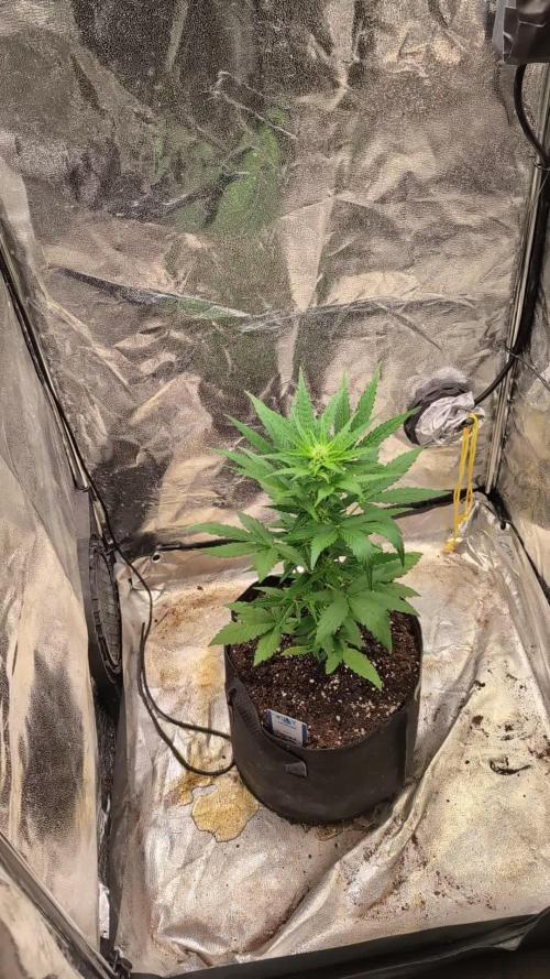Auto Super Skunk - Sensible Seeds