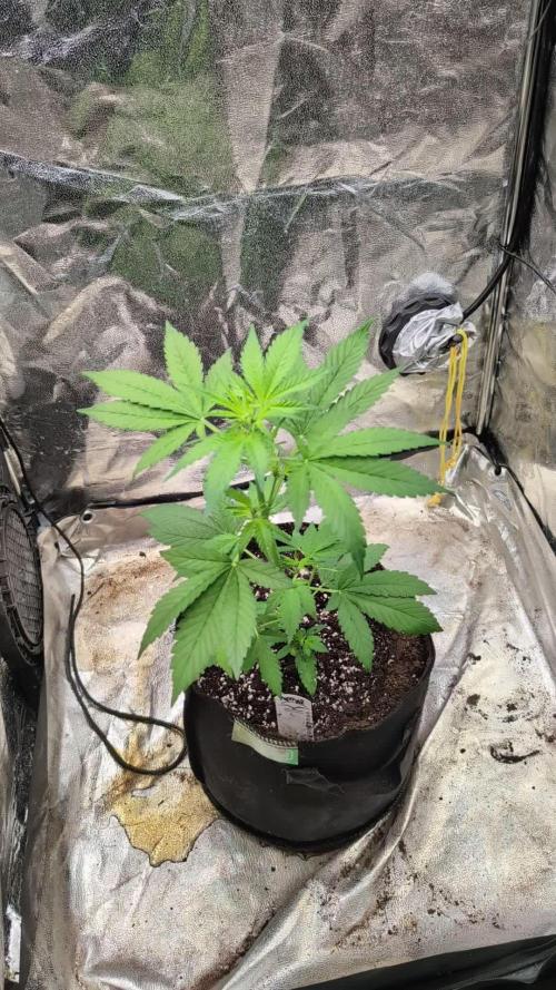 Papaya Cookies Auto Fast Buds