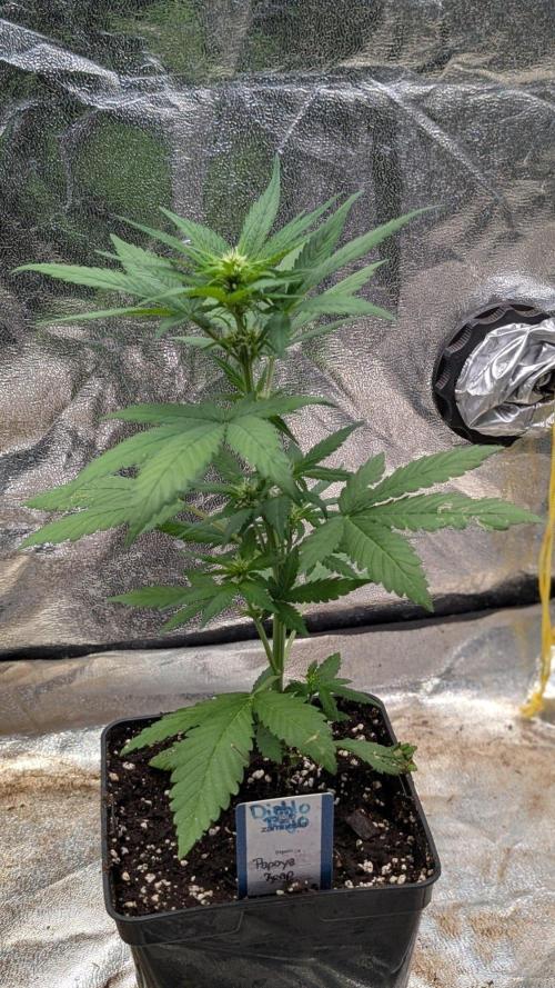 Diablo Rojo XL Auto - Sweet Seeds. Week 4 - Day 25
