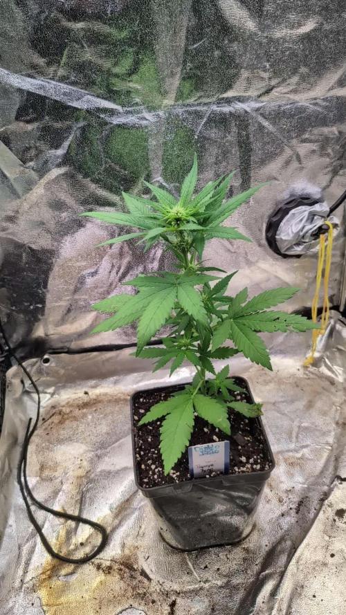 Diablo Rojo XL Auto - Sweet Seeds