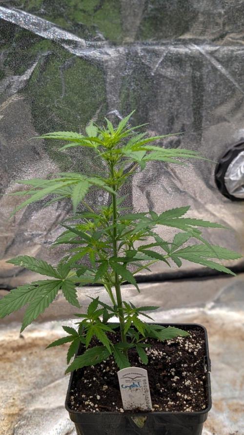 Crystal Candy XL Auto - Sweet Seeds. Week 4 - Day 25