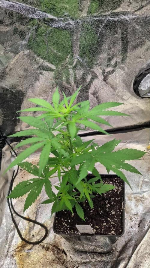 Crystal Candy XL Auto - Sweet Seeds