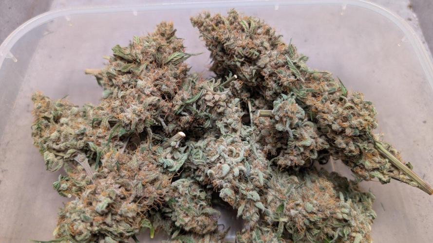 The Gassy One Super Sativa Seed Club. Week 20