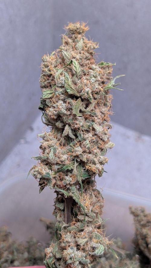 The Gassy One Super Sativa Seed Club. Week 20