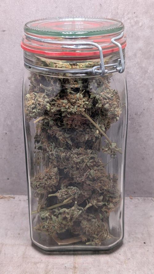 The Gassy One Super Sativa Seed Club. Week 20