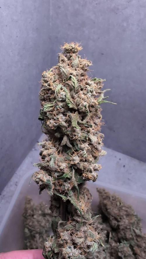 The Gassy One Super Sativa Seed Club