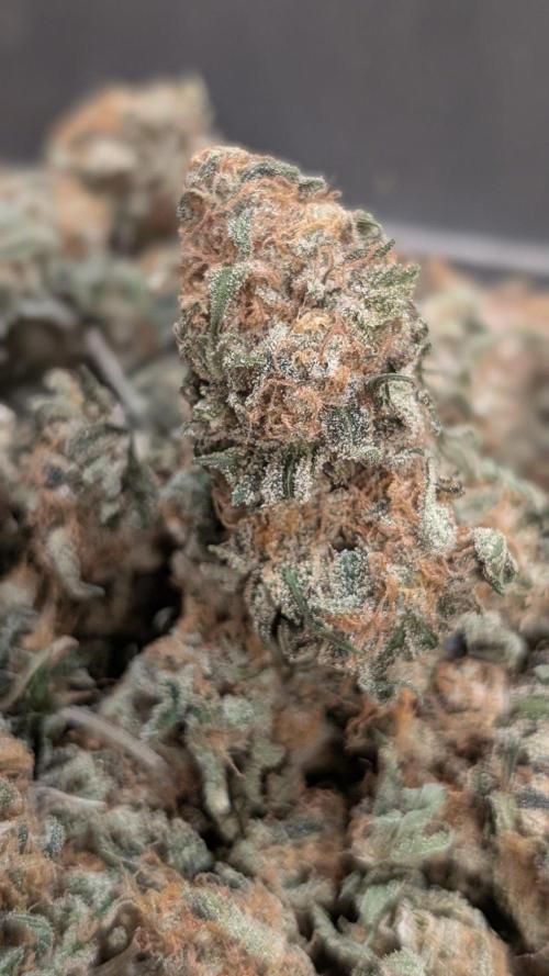 Super Boof Weed Seed Shop. Week 18