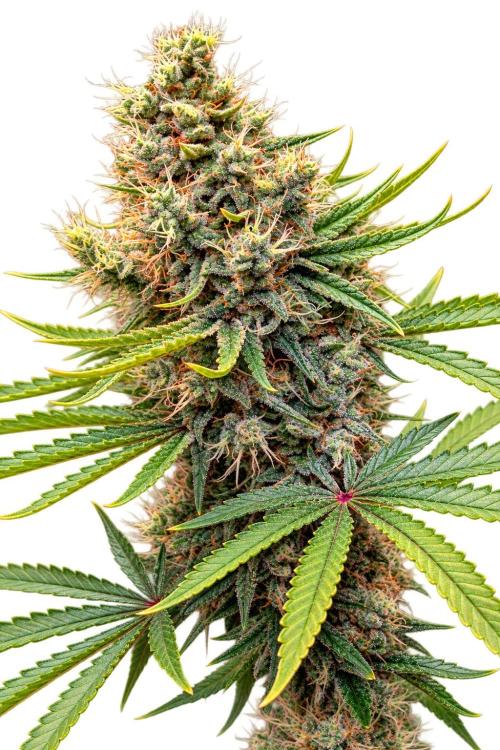 Glue Prom. Week 19