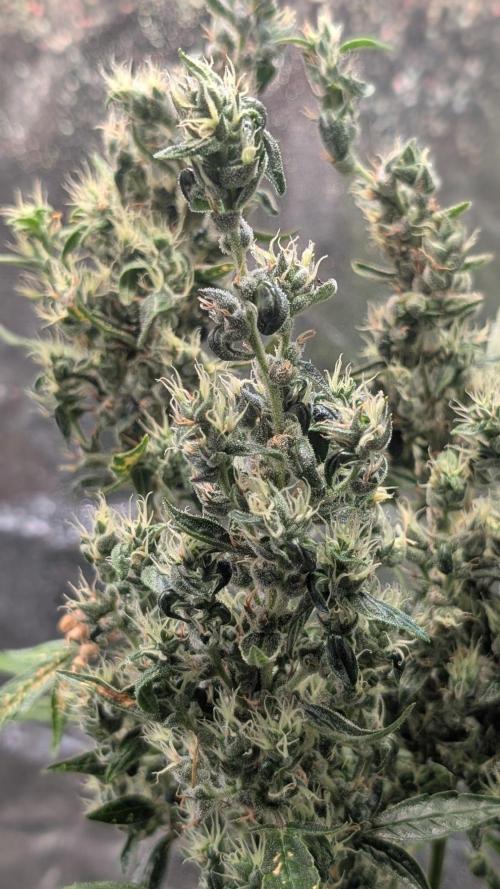 Toffee Pudding Auto Anesia Seeds. Week 13 - Day 90