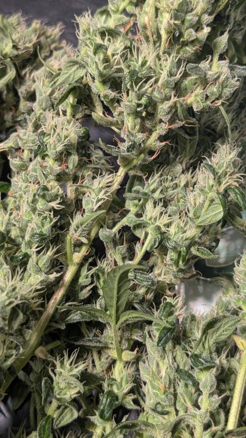 Toffee Pudding Auto Anesia Seeds. Week 13 - Day 90
