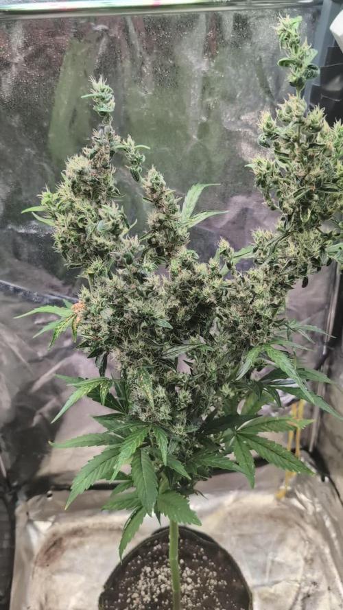 Toffee Pudding Auto Anesia Seeds