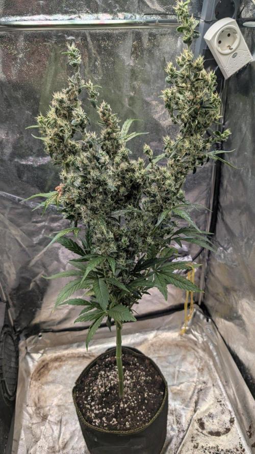 Toffee Pudding Auto Anesia Seeds. Week 14