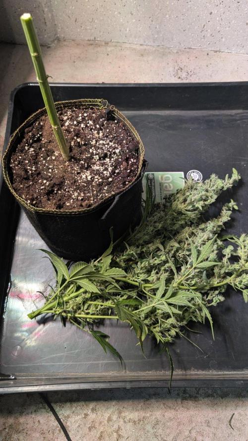 Toffee Pudding Auto Anesia Seeds. Week 14
