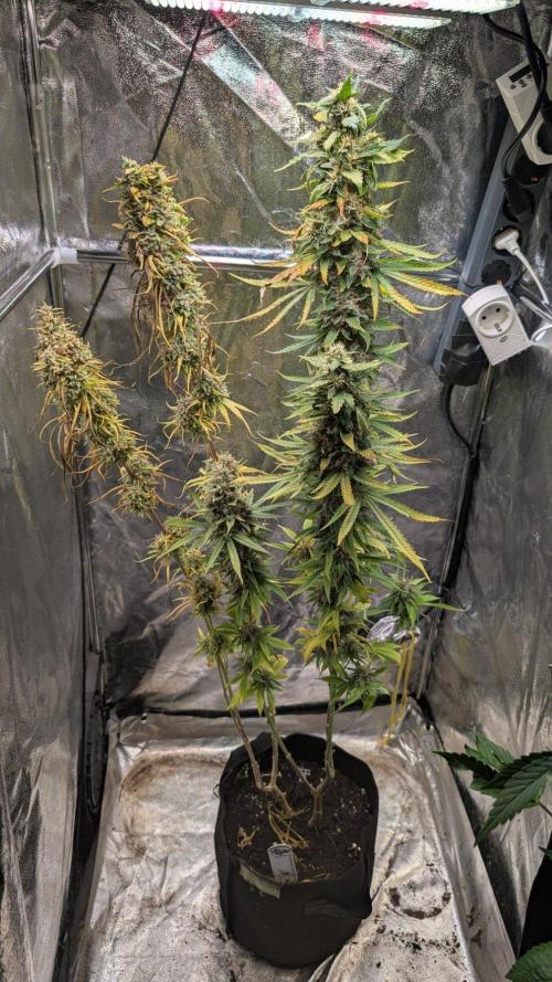 Strawberry Cola Sherbet F1 Sweet Seeds. Week 21 - Day 147