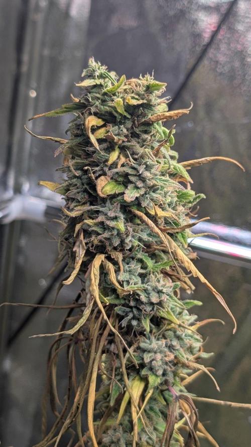 Strawberry Cola Sherbet F1 Sweet Seeds. Week 21 - Day 147