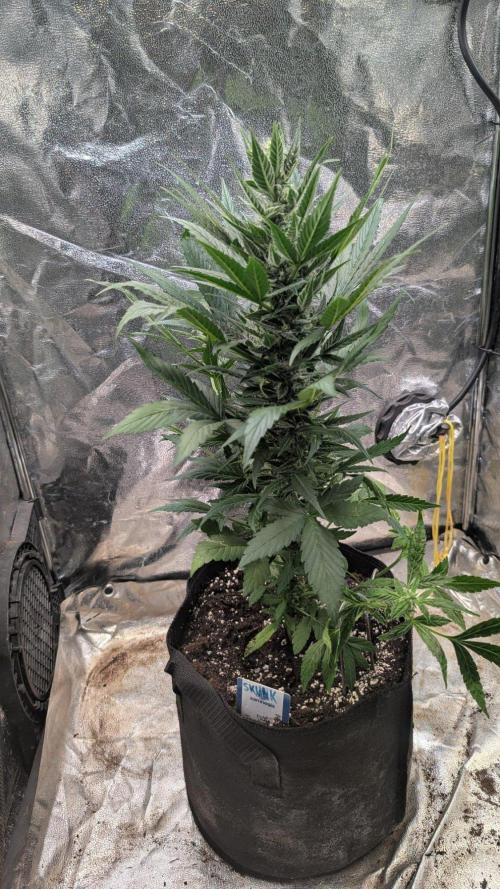 Auto Super Skunk - Sensible Seeds. Week 7 - Day 48