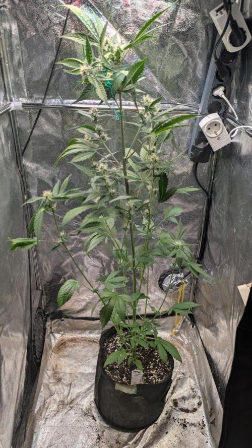 Papaya Cookies Auto Fast Buds. Week 6 - Day 41
