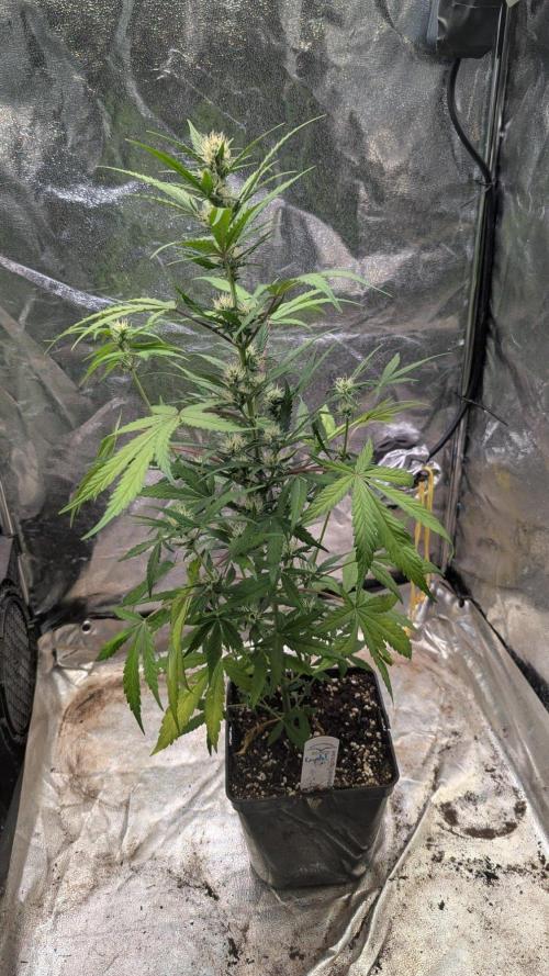 Crystal Candy XL Auto - Sweet Seeds. Week 6 - Day 41 