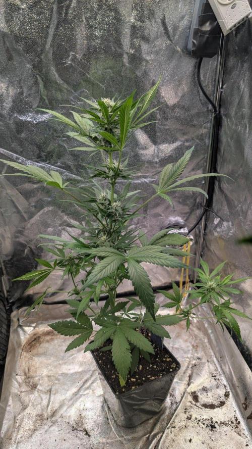 Diablo Rojo XL Auto - Sweet Seeds. Week 6 - Day 41